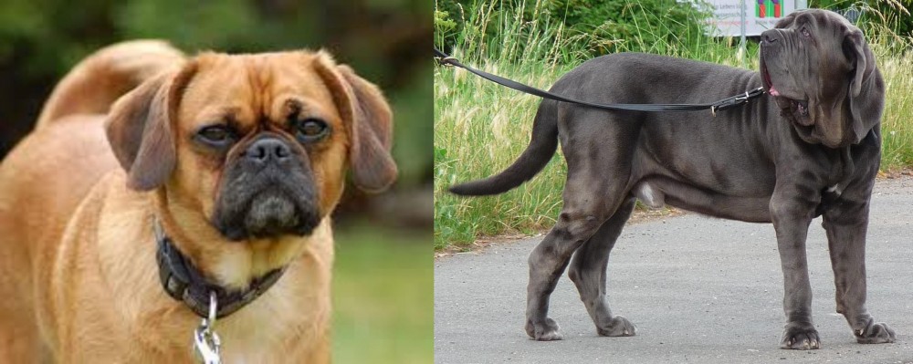 Neapolitan Mastiff vs Pugalier - Breed Comparison