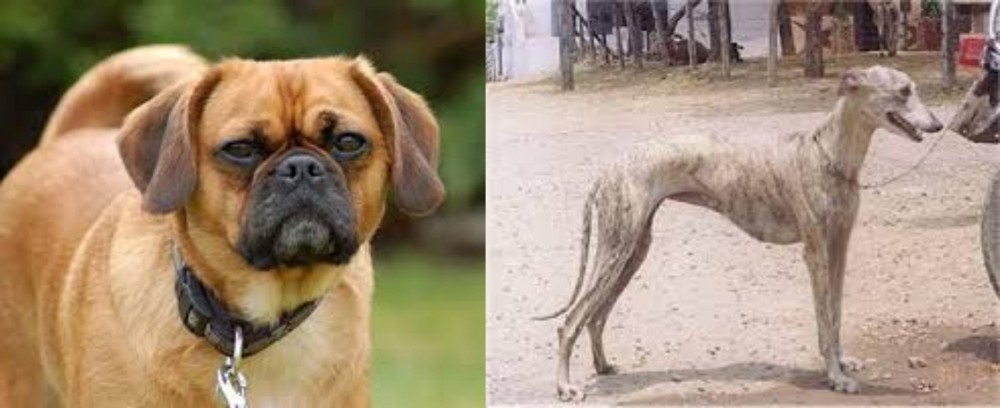 Rampur Greyhound vs Pugalier - Breed Comparison