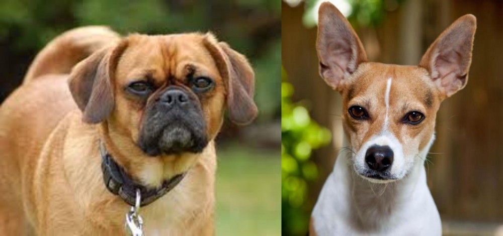 Rat Terrier vs Pugalier - Breed Comparison