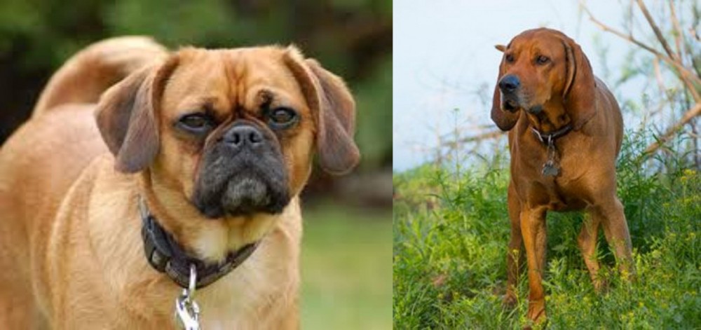 Redbone Coonhound vs Pugalier - Breed Comparison