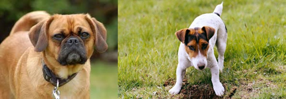 Russell Terrier vs Pugalier - Breed Comparison