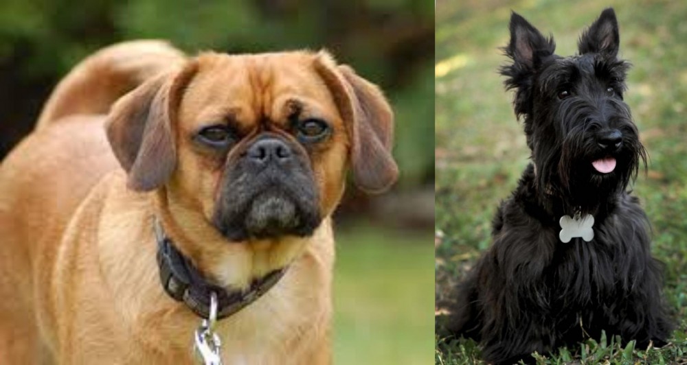 Scoland Terrier vs Pugalier - Breed Comparison