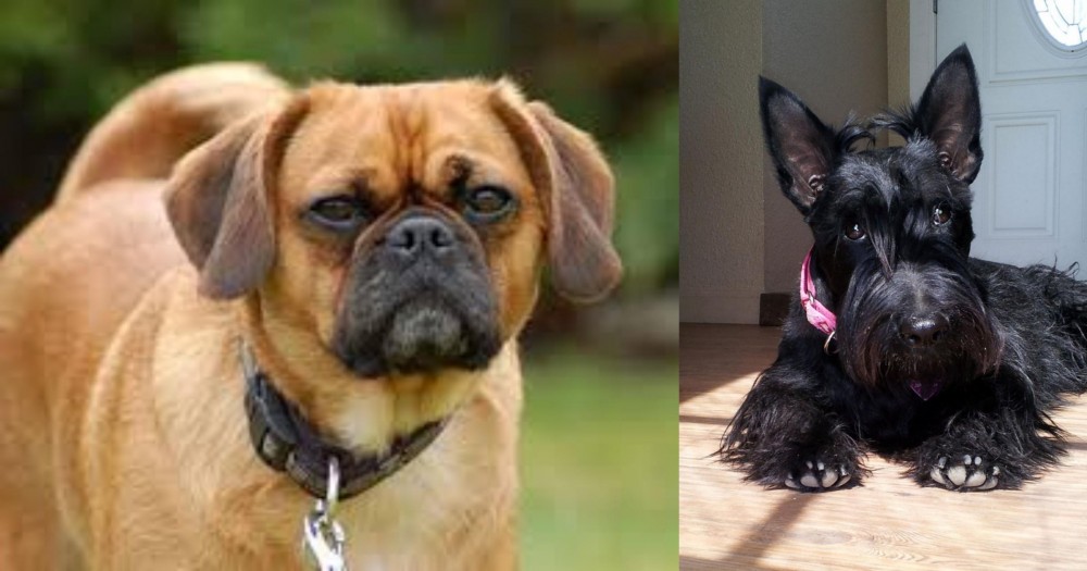 Scottish Terrier vs Pugalier - Breed Comparison