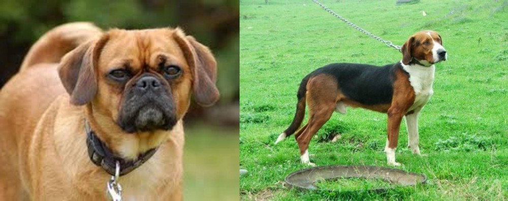 Serbian Tricolour Hound vs Pugalier - Breed Comparison