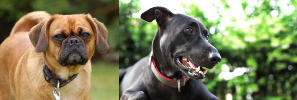 Shepard Labrador vs Pugalier - Breed Comparison