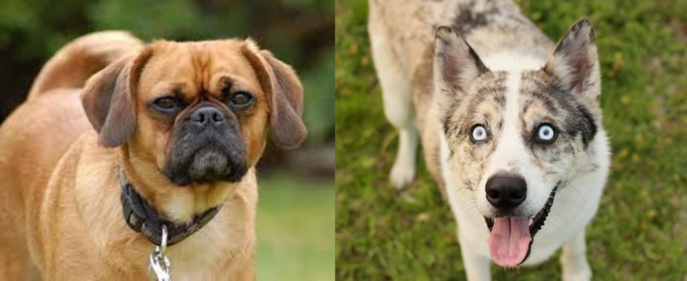 Shepherd Husky vs Pugalier - Breed Comparison