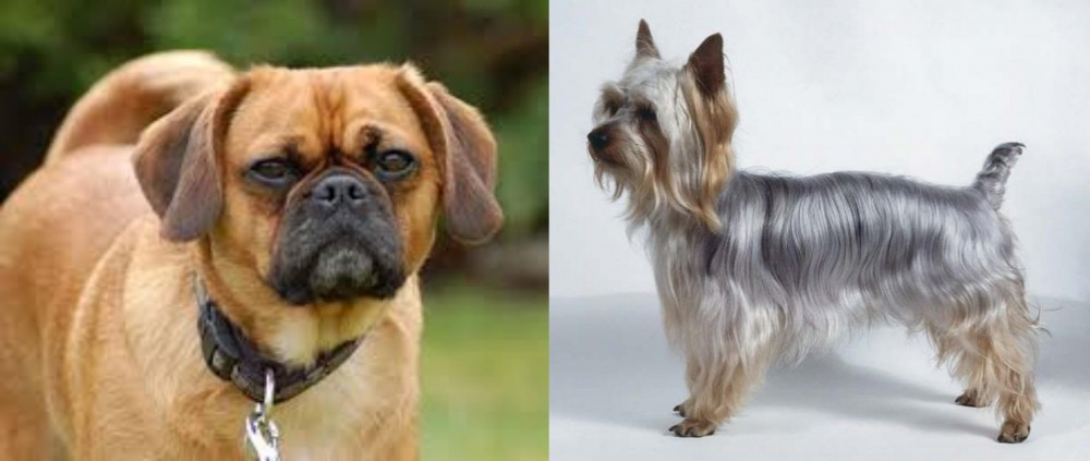 Silky Terrier vs Pugalier - Breed Comparison