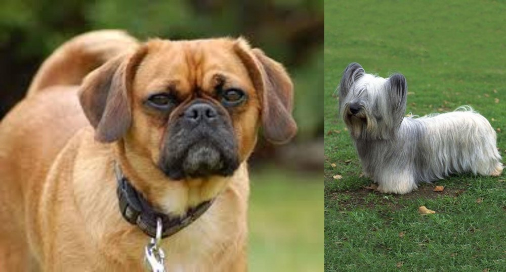 Skye Terrier vs Pugalier - Breed Comparison