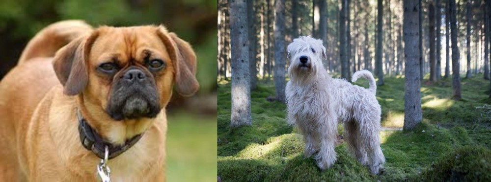 Soft-Coated Wheaten Terrier vs Pugalier - Breed Comparison