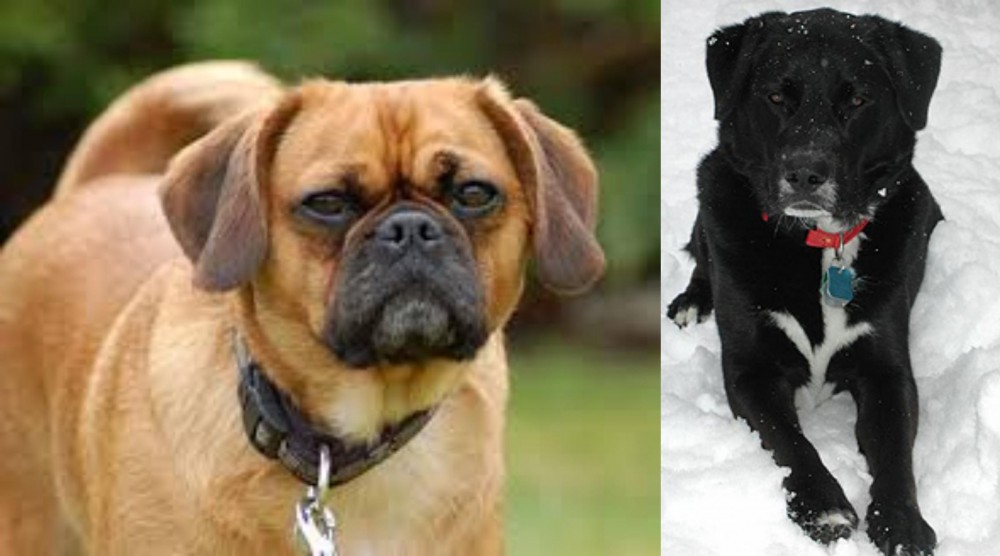 St. John's Water Dog vs Pugalier - Breed Comparison