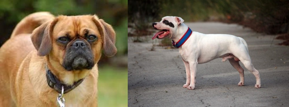 Staffordshire Bull Terrier vs Pugalier - Breed Comparison