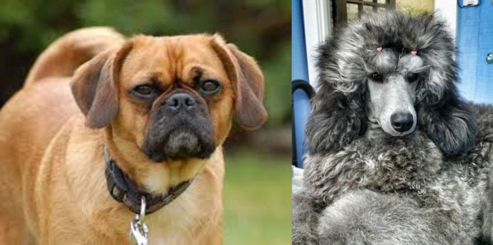 Standard Poodle vs Pugalier - Breed Comparison