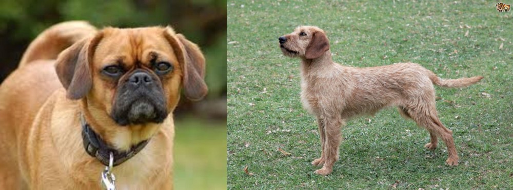 Styrian Coarse Haired Hound vs Pugalier - Breed Comparison