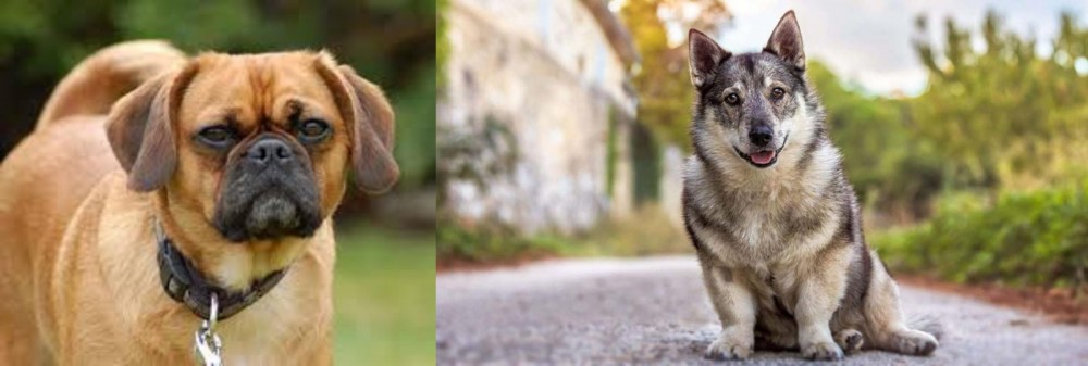 Swedish Vallhund vs Pugalier - Breed Comparison