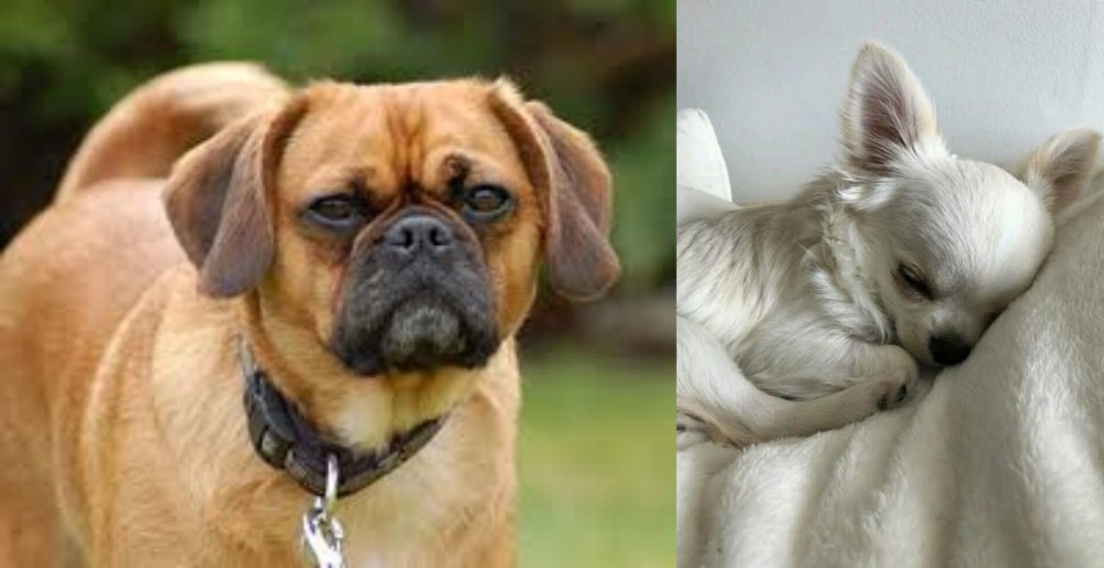 Tea Cup Chihuahua vs Pugalier - Breed Comparison