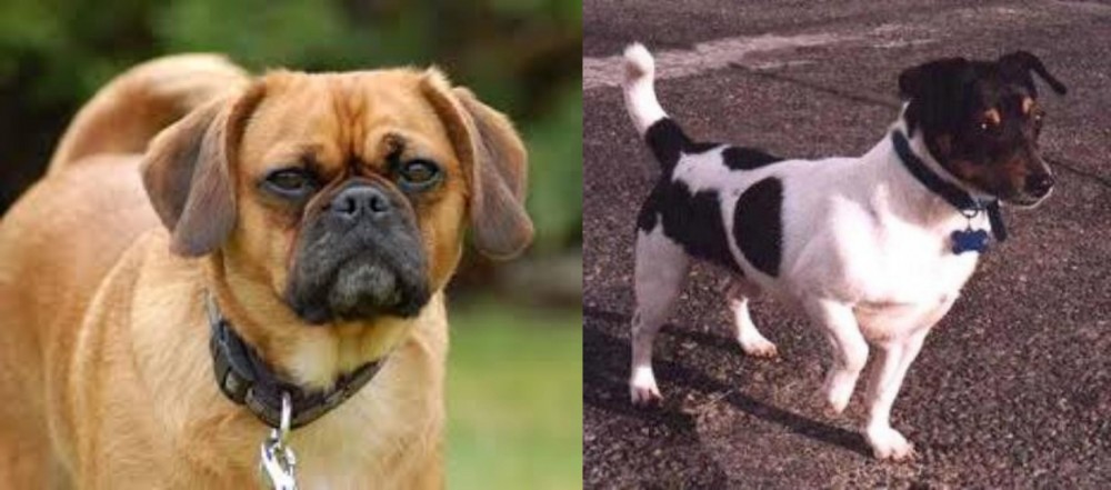 Teddy Roosevelt Terrier vs Pugalier - Breed Comparison