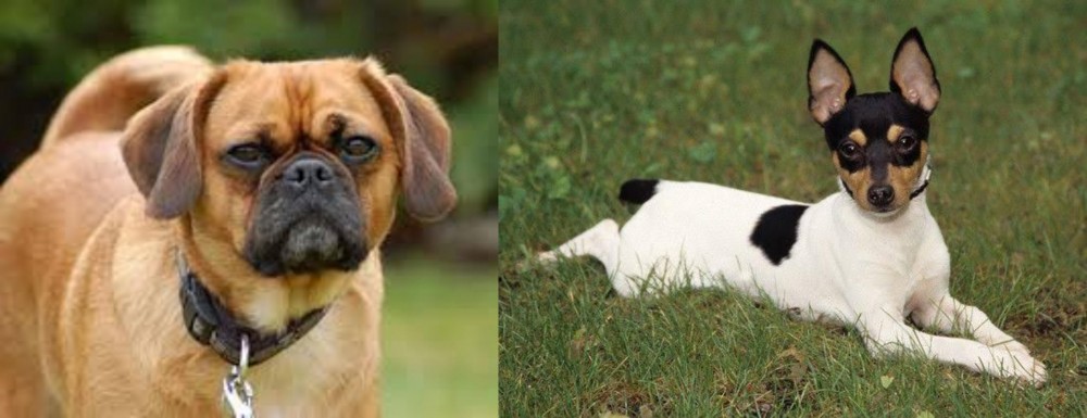 Toy Fox Terrier vs Pugalier - Breed Comparison