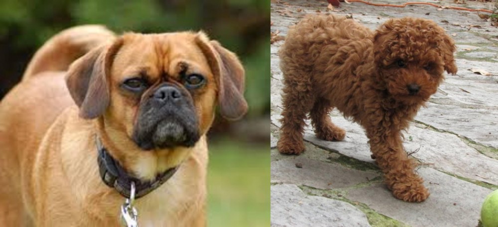 Toy Poodle vs Pugalier - Breed Comparison