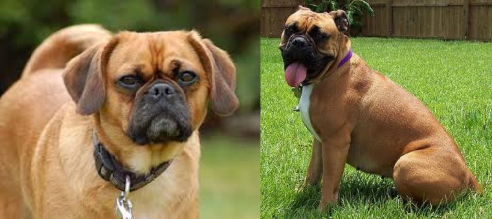 Valley Bulldog vs Pugalier - Breed Comparison