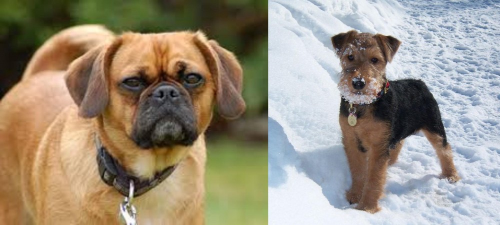 Welsh Terrier vs Pugalier - Breed Comparison