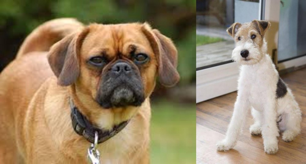 Wire Fox Terrier vs Pugalier - Breed Comparison