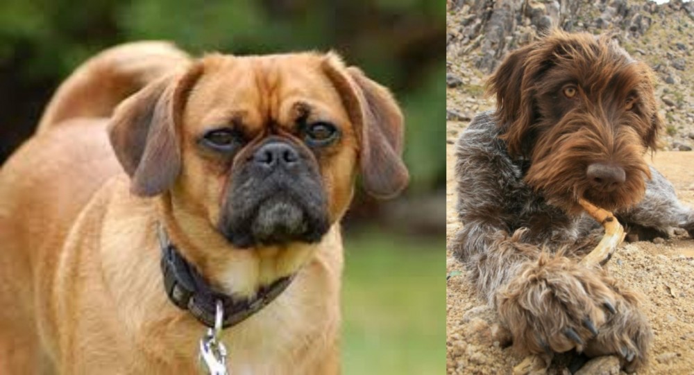Wirehaired Pointing Griffon vs Pugalier - Breed Comparison
