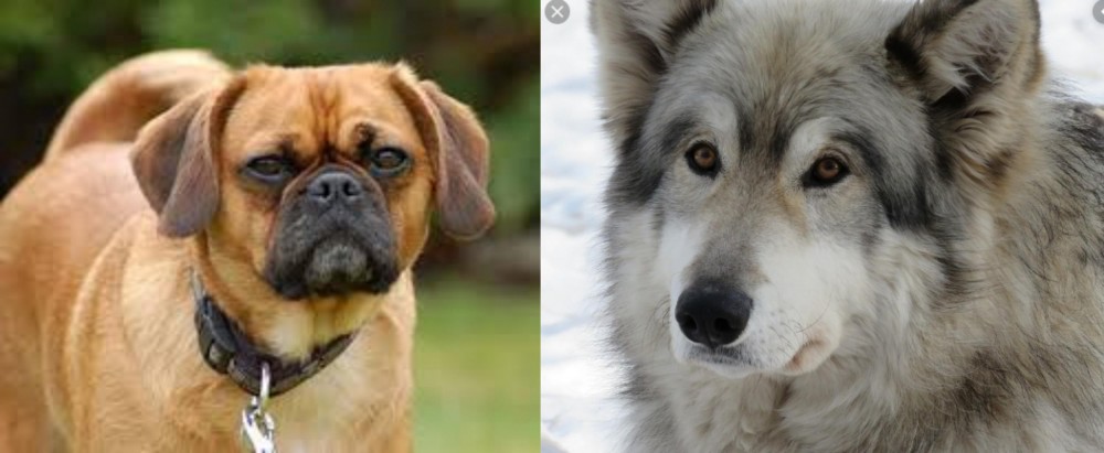 Wolfdog vs Pugalier - Breed Comparison