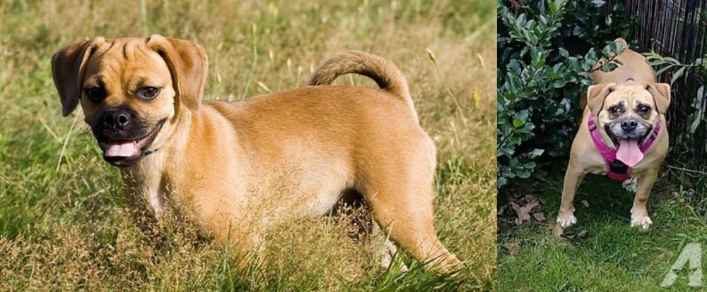Beabull vs Puggle - Breed Comparison