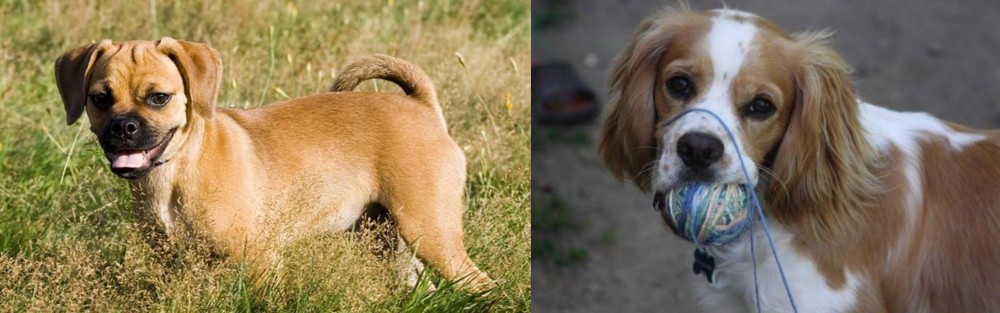 Cockalier vs Puggle - Breed Comparison