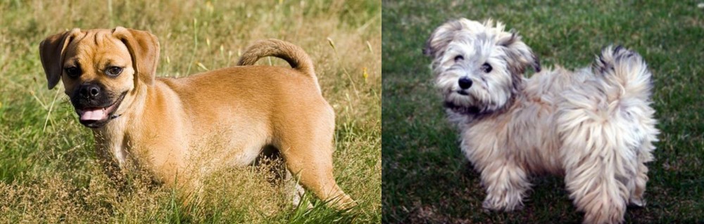 Havapoo vs Puggle - Breed Comparison