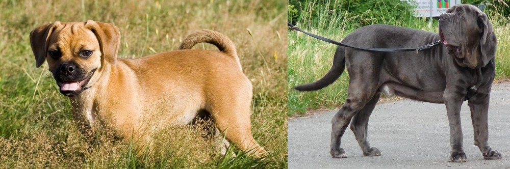Neapolitan Mastiff vs Puggle - Breed Comparison