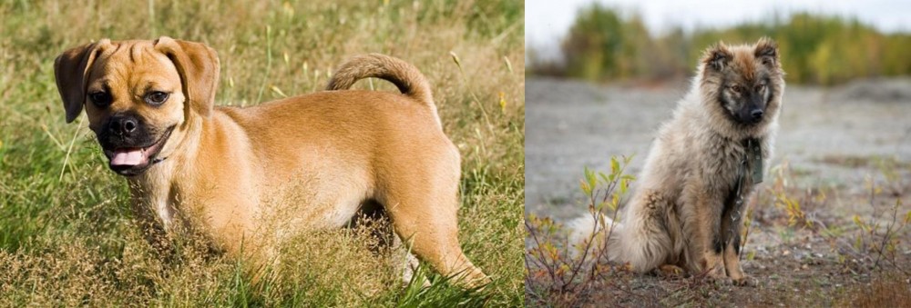 Nenets Herding Laika vs Puggle - Breed Comparison