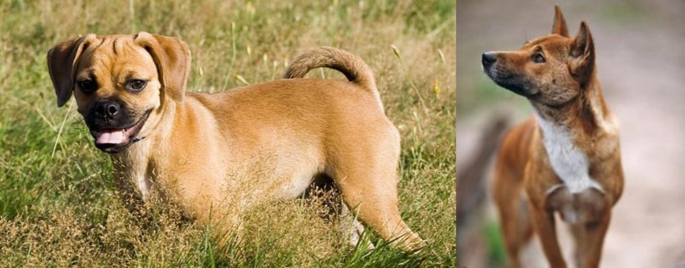 New Guinea Singing Dog vs Puggle - Breed Comparison