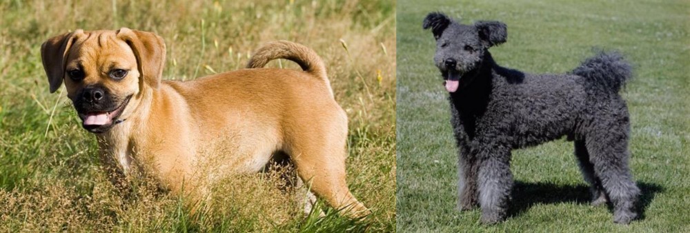 Pumi vs Puggle - Breed Comparison