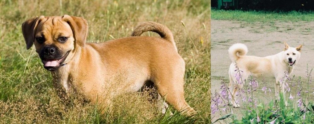 Pungsan Dog vs Puggle - Breed Comparison