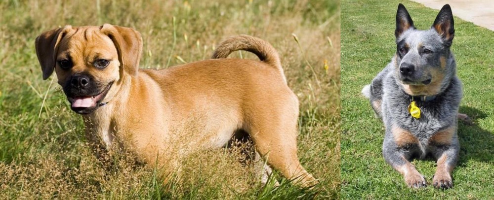 Queensland Heeler vs Puggle - Breed Comparison