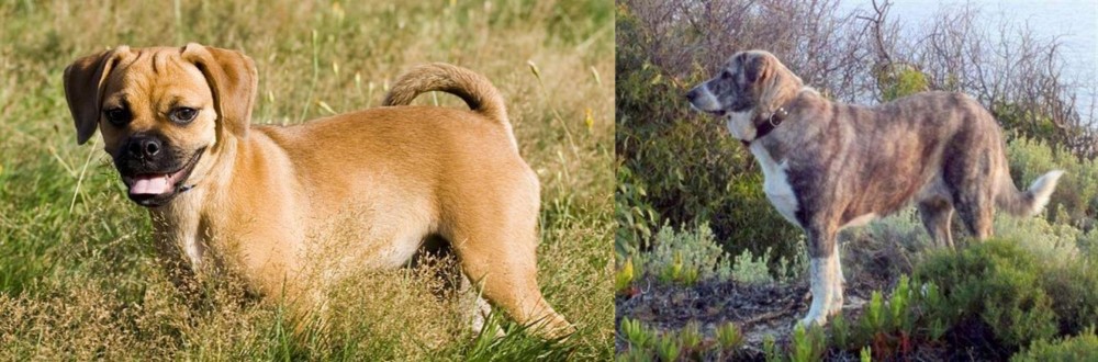 Rafeiro do Alentejo vs Puggle - Breed Comparison