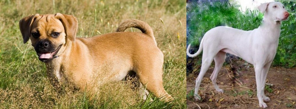 Rajapalayam vs Puggle - Breed Comparison