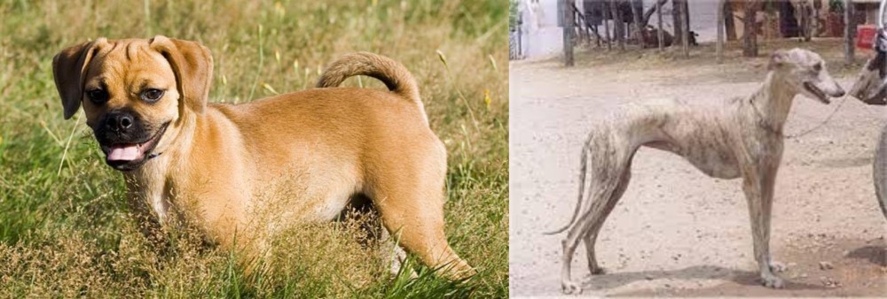 Rampur Greyhound vs Puggle - Breed Comparison