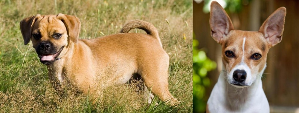 Rat Terrier vs Puggle - Breed Comparison