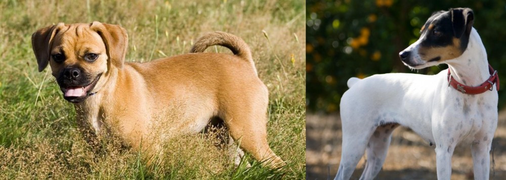 Ratonero Bodeguero Andaluz vs Puggle - Breed Comparison