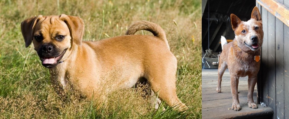 Red Heeler vs Puggle - Breed Comparison