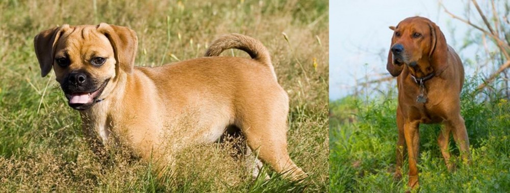 Redbone Coonhound vs Puggle - Breed Comparison