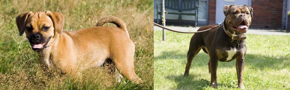 Renascence Bulldogge vs Puggle - Breed Comparison