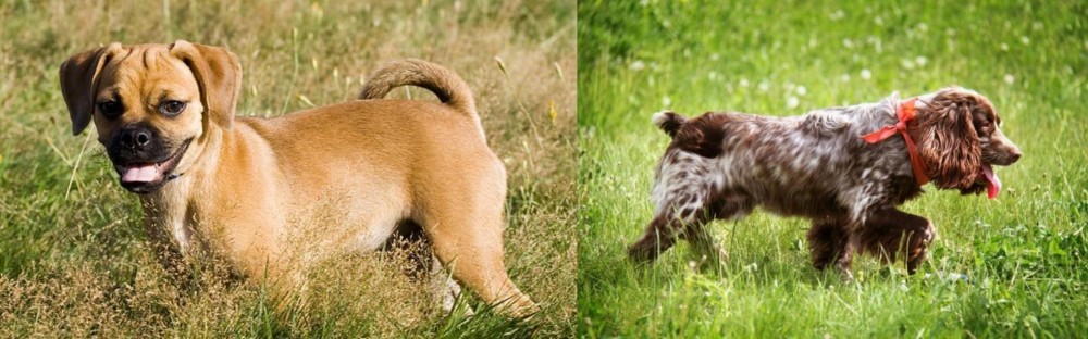 Russian Spaniel vs Puggle - Breed Comparison