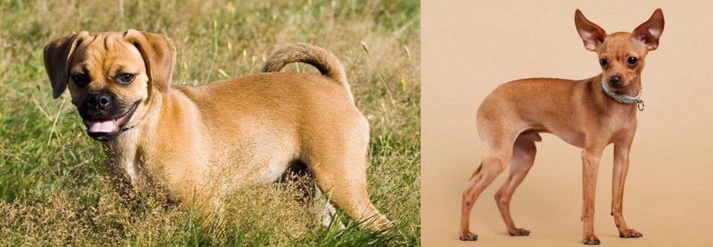Russian Toy Terrier vs Puggle - Breed Comparison