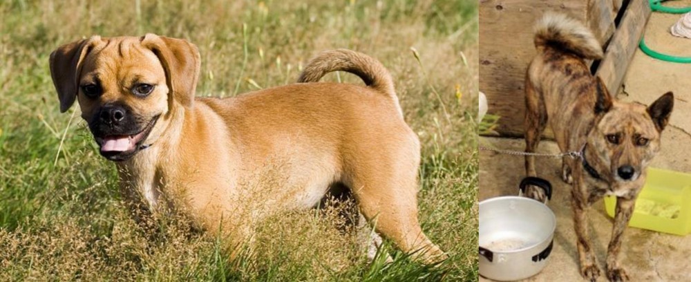 Ryukyu Inu vs Puggle - Breed Comparison