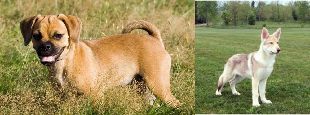 Saarlooswolfhond vs Puggle - Breed Comparison
