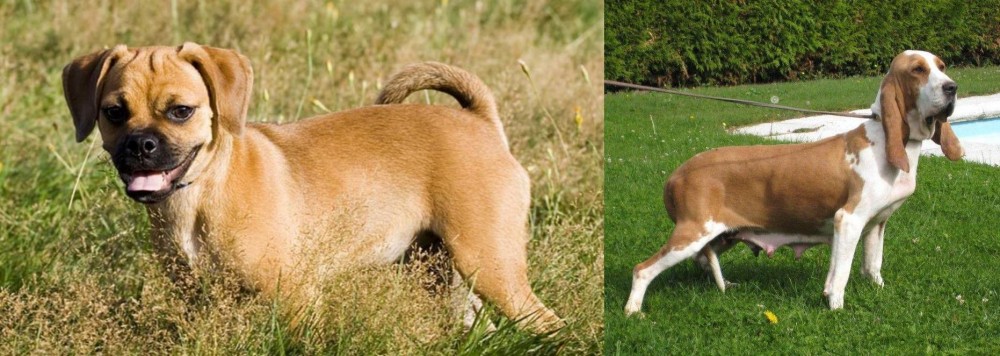 Sabueso Espanol vs Puggle - Breed Comparison