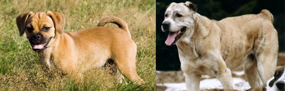 Sage Koochee vs Puggle - Breed Comparison